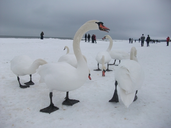 Winter 2011_4