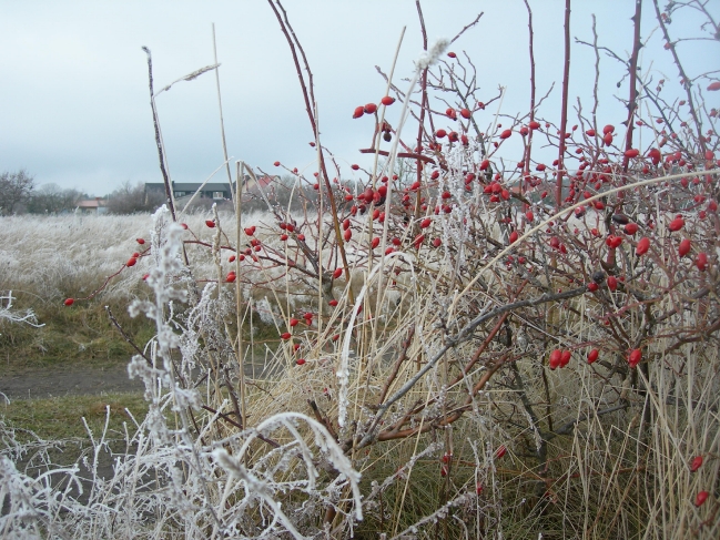 Winter 2009_1